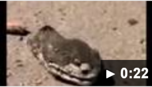 For instance, in this video(click here), we see that a Severed snake head can bite up to an hour after decapitation. 