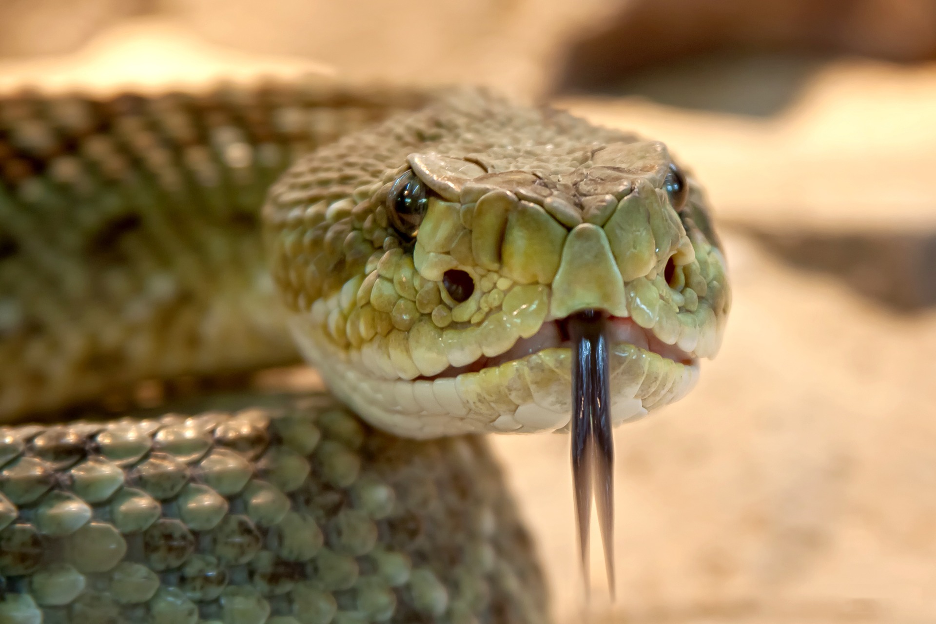 rattlesnake-653642_1920