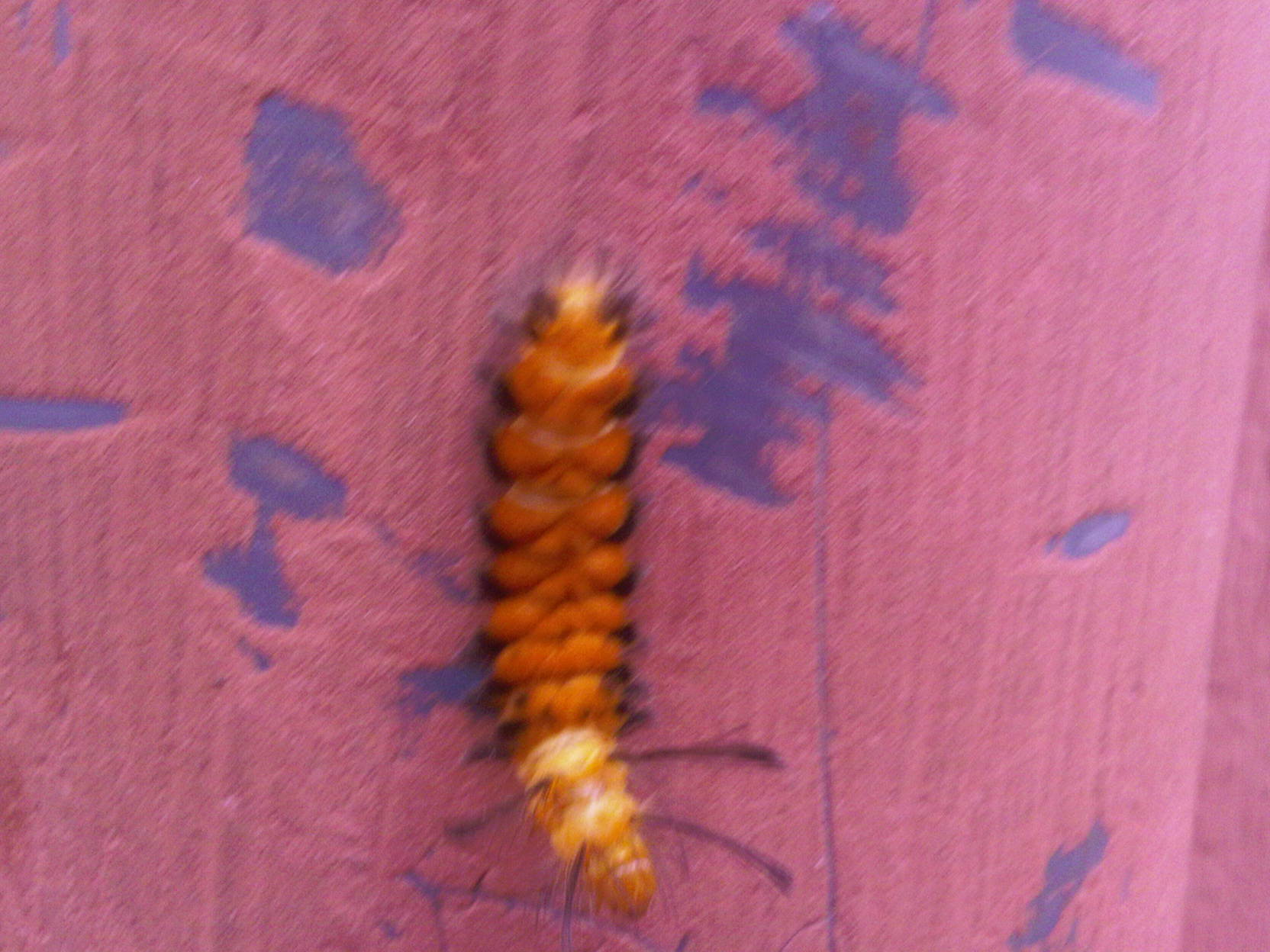 Pix of Caterpillar taken by my kids. 