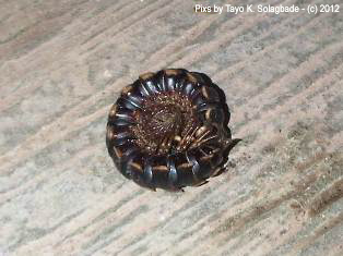 The flat backed millipede:.We poked it a little, and it rolled up into a ball. The stuff from the textbooks in our backyard! We discussed how many legs per segment it has compared to a centipede.. 