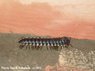 This is a flat backed millipede - the boys found it "walking around" one morning, and another non-formal, unplanned, totally spontaneous Integrated Science practical class began :--) 