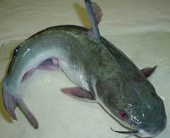 catfish